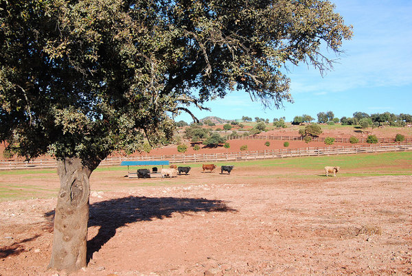 Cercado de toros bravos de lidia en la Dehesa La Marquesa