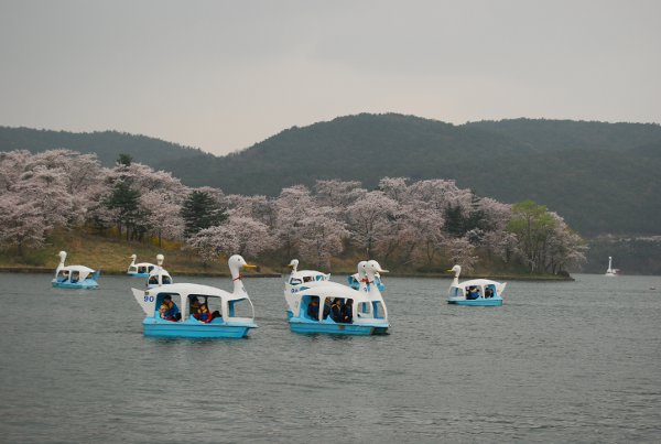 Cerezos en flor en el Lago Bomunho de Gyeongju