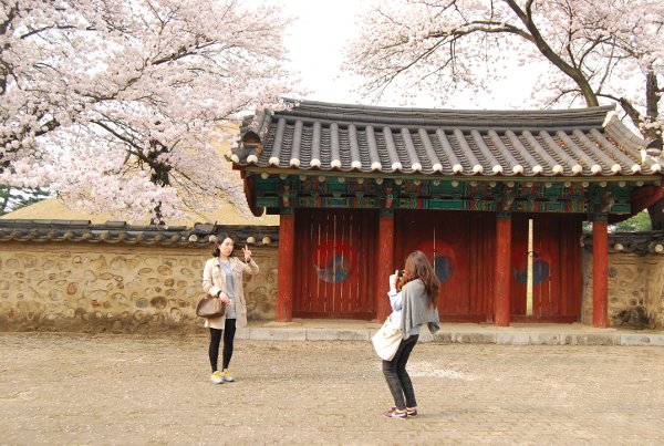 Coreanas haciéndose una foto bajo los cerezos en flor en Gyeongju