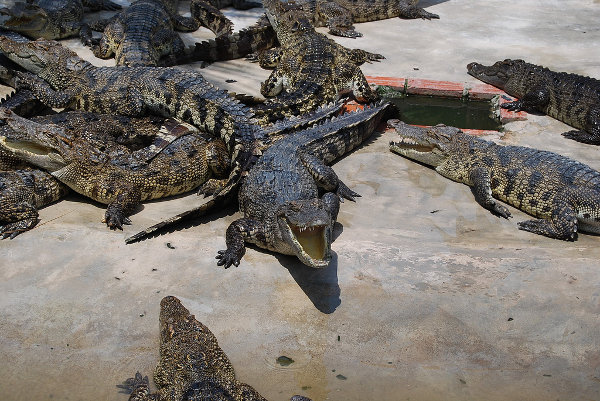 Crías de cocodrilos en el Delta del Mekong