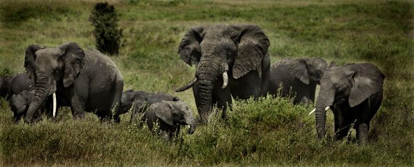 elefantes en África