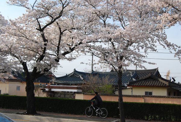 En bici bajo los cerezos en flor en Gyeongju