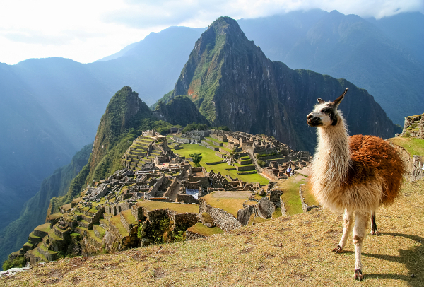 Foto de Machu Picchu en Peru, alpaca