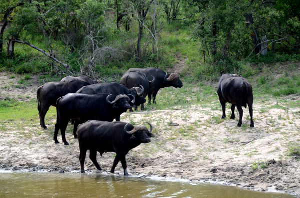 Fotos Cheetah Plains en el Kruger de Sudafrica, bufalos en la charca