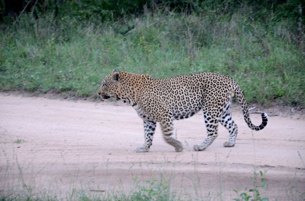Fotos Cheetah Plains en el Kruger de Sudafrica, leopardo