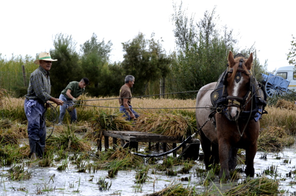 Fotos Delta del Ebro. Siega del arroz, caballo