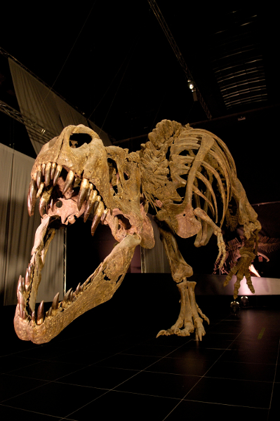 fotos dinópolis teruel, t-rex museo paleontológico