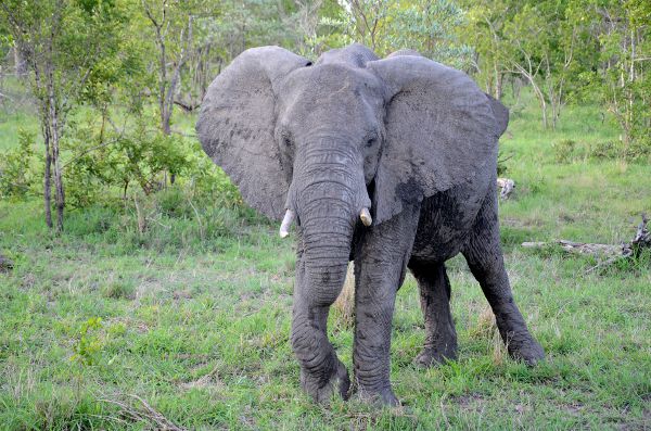 Fotos Parque Kruger Sudáfrica, elefante