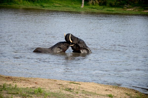 Fotos Parque Kruger Sudáfrica, elefantes chapoteando