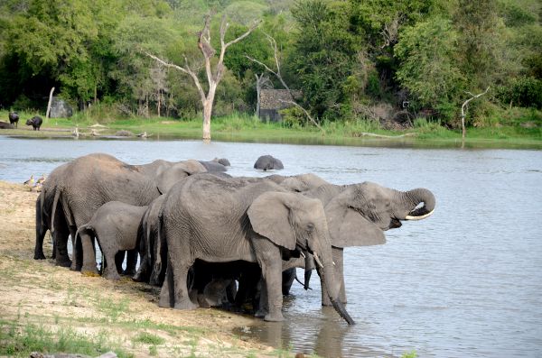 Fotos Parque Kruger Sudáfrica, elefantes