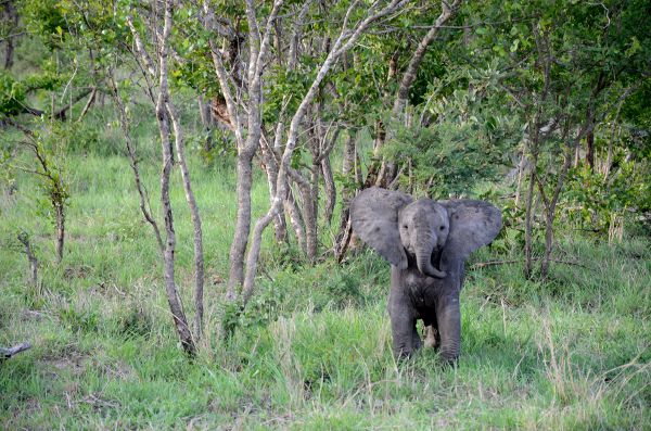 Fotos Parque Kruger Sudáfrica, elefantito