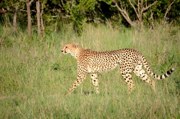 Fotos Parque Kruger Sudáfrica, guepardo