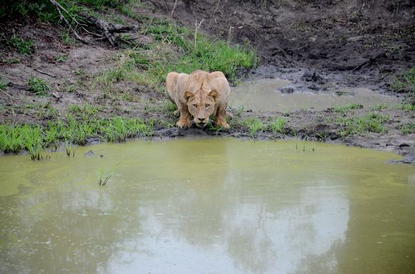 Fotos Parque Kruger Sudáfrica, leona bebiendo