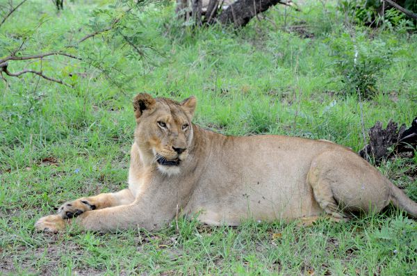 Fotos Parque Kruger Sudáfrica, leona mirando