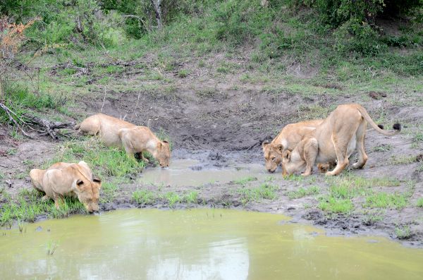 fotos parque kruger sudáfrica, leonas bebiendo