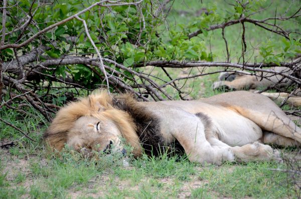 Fotos Parque Kruger Sudáfrica, león