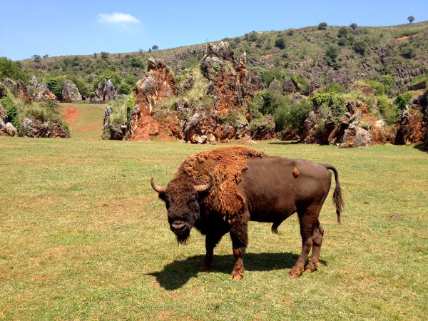 Fotos Parque de Cabárceno en Cantabria, bisonte