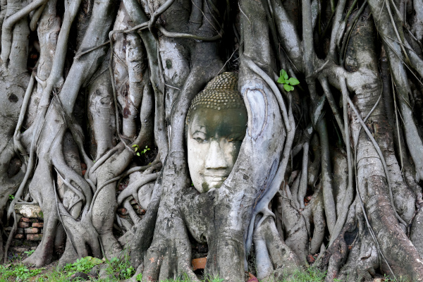Fotos de Ayutthaya en Tailandia, buda en el arbol
