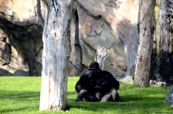 fotos de bioparc valencia, gorila