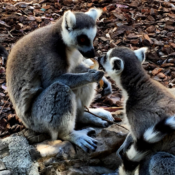 fotos de bioparc valencia, lemures