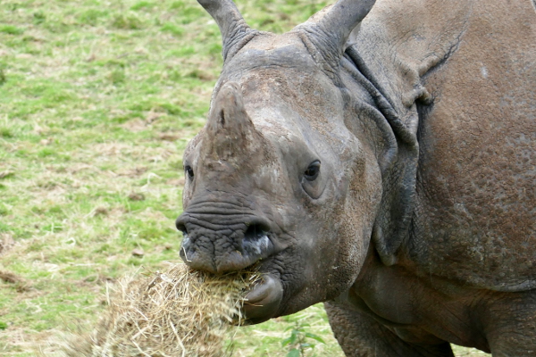 Rinoceronte en el Fota Wildlife Park cerca de Cork