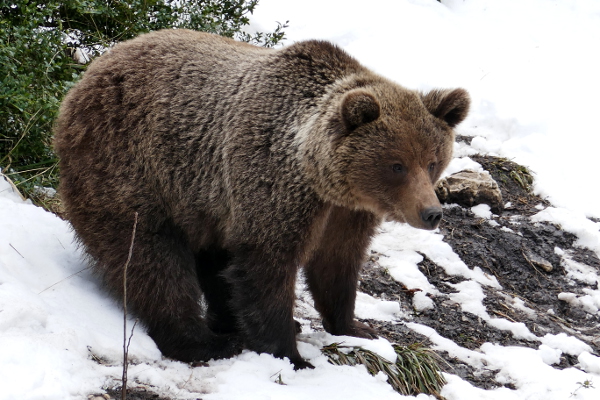 Fotos de Cuenca, oso El Hosquillo