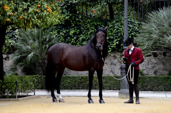 Fotos de Córdoba, caballo y jinete