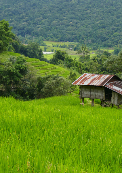 Fotos de Doi Inthanon en Tailandia, arrozales