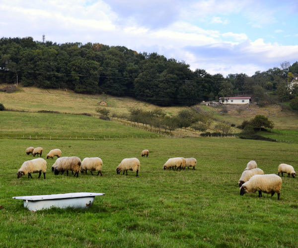 fotos de goierri, ovejas pastando