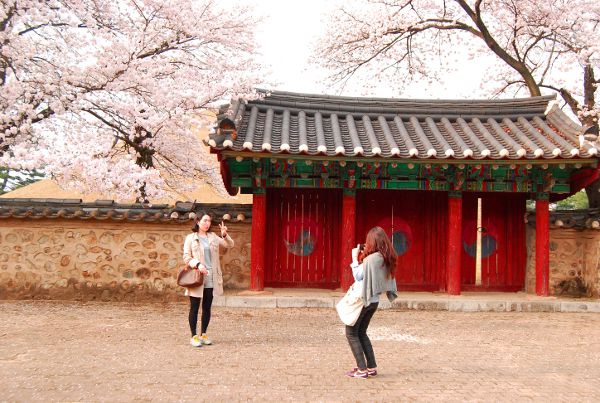 Fotos de Gyeongju, cerezos en flor en el parque de los túmulos