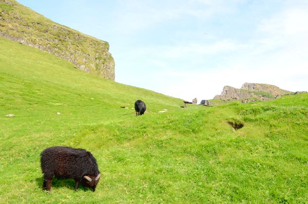 Fotos de Islas Feroe. Mykines, oveja