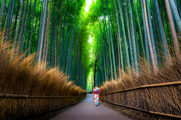 Bosque de bambu en Arashiyama, Kioto