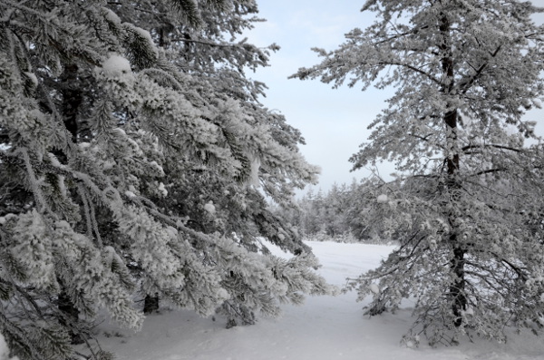 Fotos de Laponia Finlandesa, bosques helados