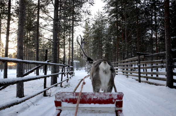 Fotos de Laponia Finlandesa, carrera de renos