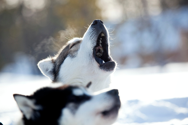 fotos de laponia finlandesa, huskies