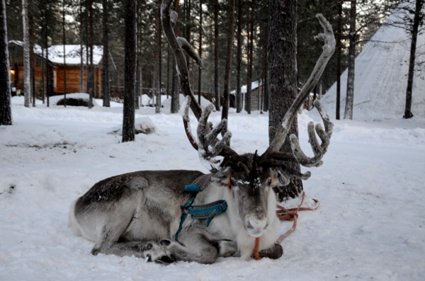 Fotos de Laponia Finlandesa, reno descansando