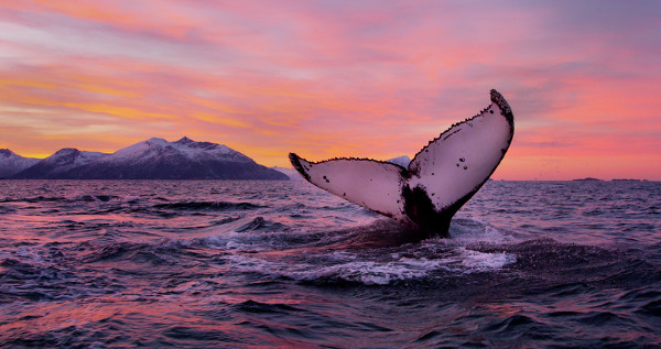 Fotos de Laponia Noruega, avistamiento de ballenas