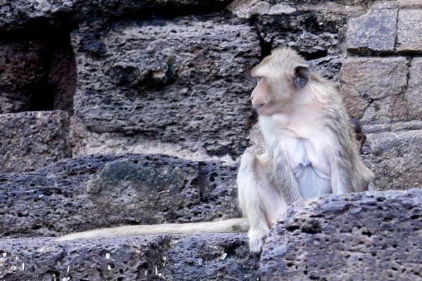 Fotos de Lopburi en Tailandia, templo de los monos