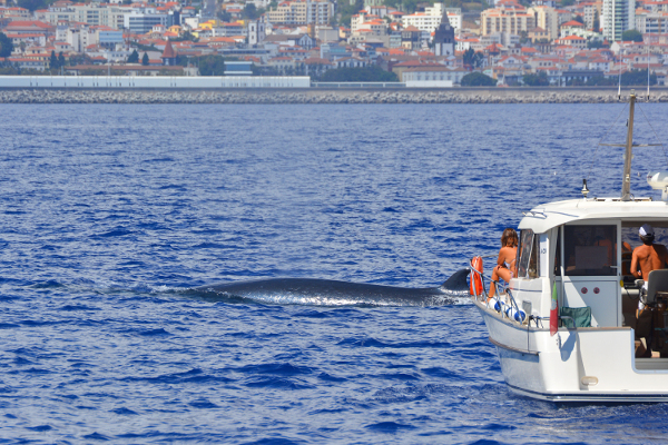 Avistamiento de ballenas en Madeira