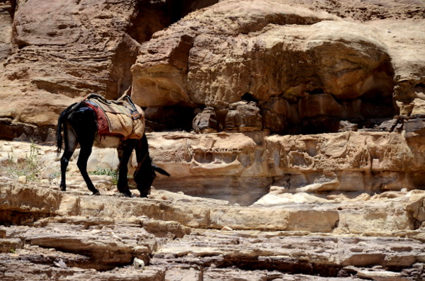 Fotos de Petra en Jordania, burro