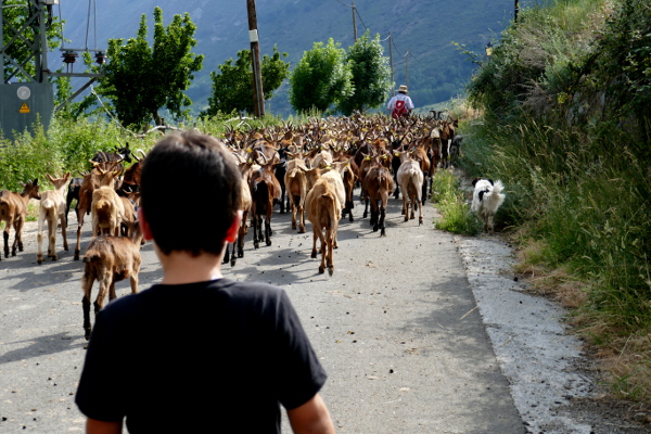 Fotos de Pirineo de Lleida, Teo cabras