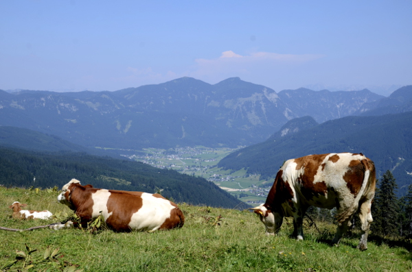 Fotos de Salzburgo en Austria, vacas en Gosau