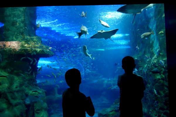 Fotos de San Sebastián, Teo y Oriol mirando en el Aquarium