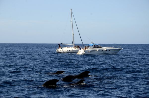 Fotos de Tenerife, ballenas junto a los barcos