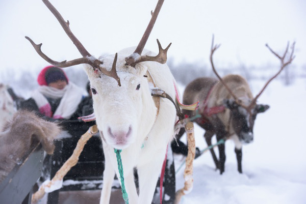 fotos de tromso en laponia noruega, renos