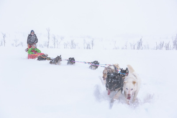 fotos de tromso en laponia noruega, trineos de perros