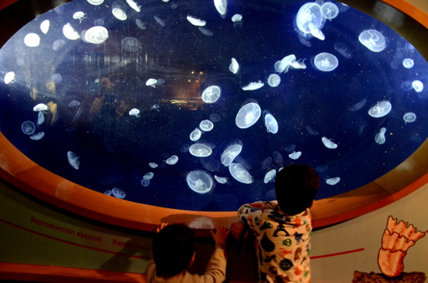Fotos de Valencia, Teo y Oriol con las medusas del Oceanografic