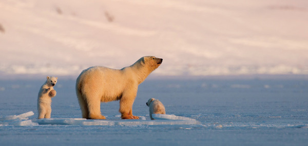 Fotos de las Islas Svalbard, osos polares