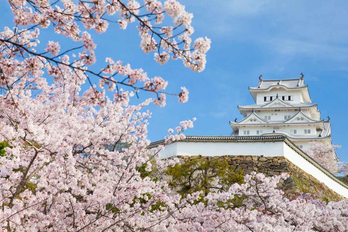 fotos del castillo de himeji en japón con cerezos en flor