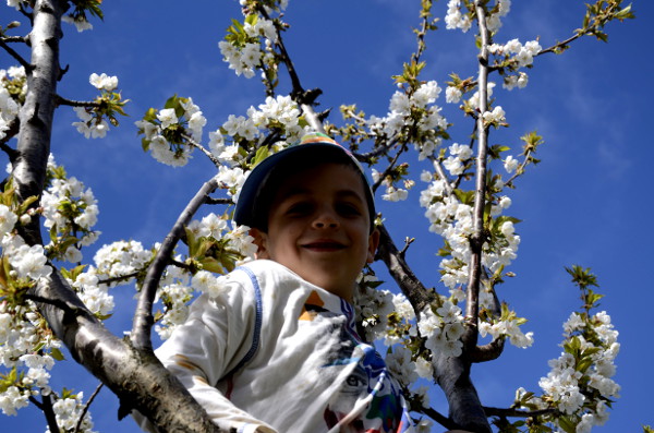 Fotos del Valle del Jerte, Agroturismo El Vallejo Teo en los cerezos